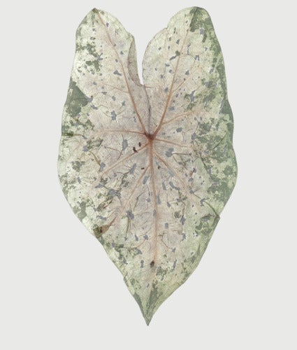 Susan Hable Smith, caladium 4, 2014; color digital print. Image courtesy of the artist.
