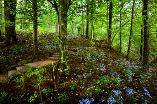 The nature trails at Crystal Bridges Museum of American Art in the Ozarks.