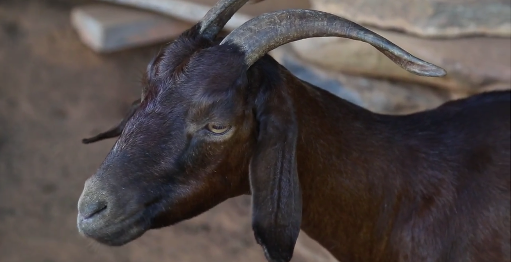 Erin Colleen Johnson, still from "If it won't hold water, it surely won't hold a goat. 2013, HD video.