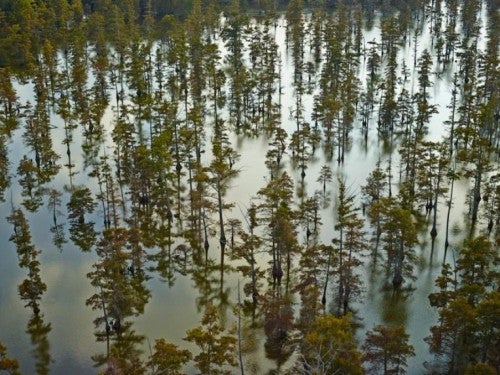 Andrew Moore, Beaver Dam Lake I, Tunica, Mississippi, 2014; archival pigment print, 50 by 60 inches.