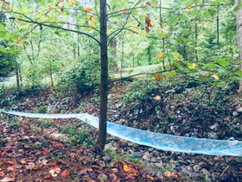 Waterlust, an installation of iridescent banners will follow the veins of forgotten streams in woody area of Grant Park