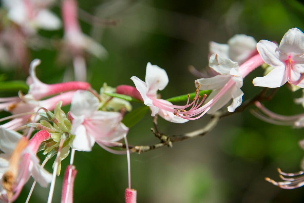 Sacred Bloom