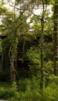 A Studio in the Woods