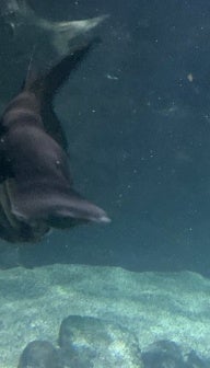 Aquarium Gallery & Studios