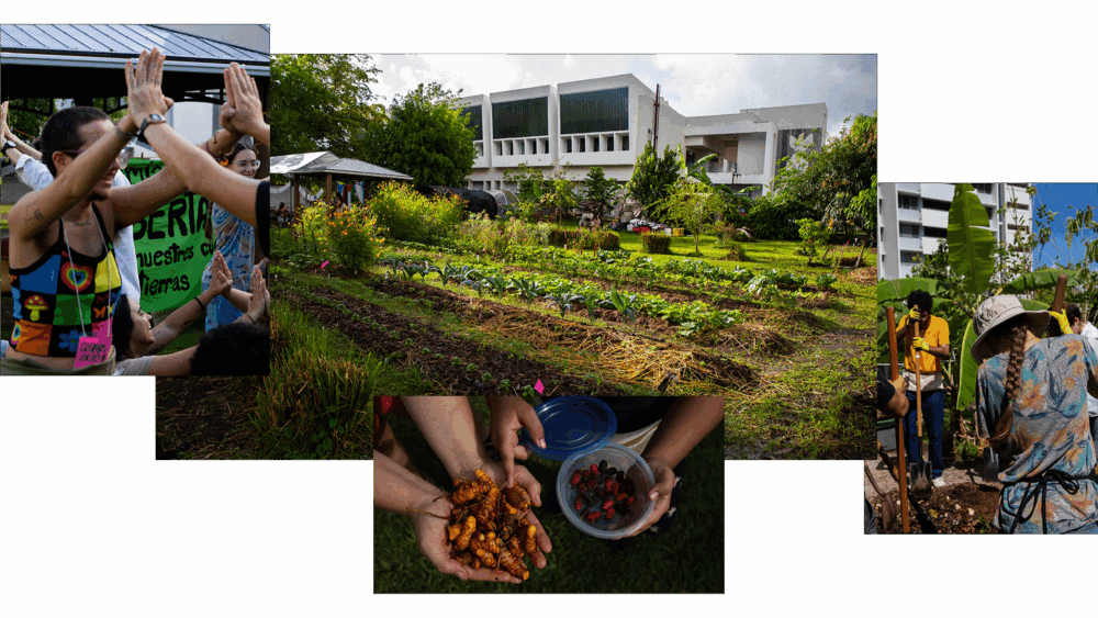 Seeds are Creativity in Action / Las Semillas son Creacción en Acción